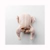 Top Quality Halal Frozen Whole Chicken / Chicken Breast and Paws for Sale Halal Whole Frozen Chicken/ Best World Market Price