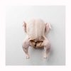 Frozen Whole Chicken - Halal Frozen Boneless Chicken - Chicken Feet Export - Zhengzhou Ruile Machinery E... - Chicken - B2B Global