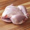 Wholesale Chickens Frozen ,frozen Whole Chicken Cheap Price - akashevskaya - Chicken - B2B Global