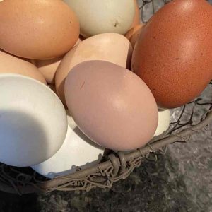 High Quality Fresh Brown Table Chicken Eggs Cheap Fresh Chicken in Bulk for sale
