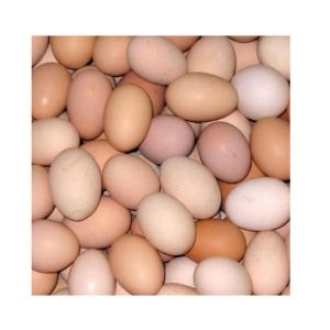 Best Quality Fresh Brown Table Chicken Eggs Cheap Fresh Chicken Table Eggs Fresh Chicken in bulk Brown Eggs from Brazil for sale