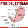 Anatomia-interna-del-Estomago