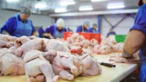 Brazilian Frozen Chicken Wholesale