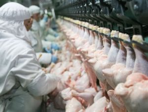 Brazilian Frozen Chicken Wholesale