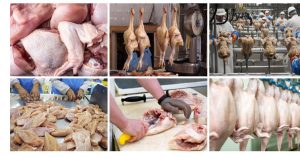 Brazilian Frozen Chicken Wholesale