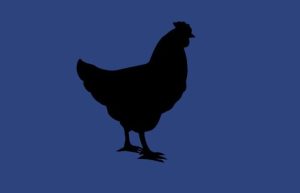 chicken parts, broilers