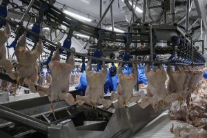 high-quality frozen chicken and chicken parts from Brazil to Russia, China