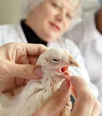 Limited Liability company «Chelny-Broiler»