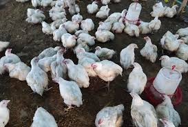 LLC Belgorod broiler