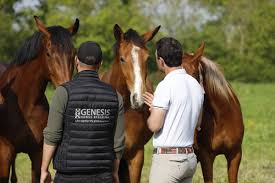SARL GLOBAL HORSES