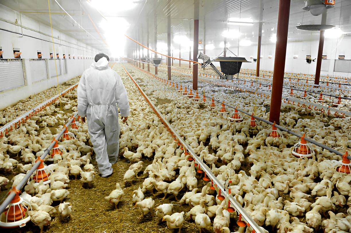 LLC “Stavropolskiy Broiler” branch Myasoptitsekombinat “Blagodarnenskiy
