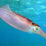 Caribbean_reef_squid-1