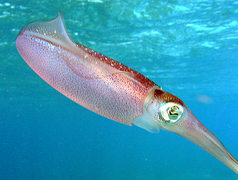 Squid Rings (cleaned & Frozen) - Individual Entrepreneur Bus... Squid Rings (cleaned & Frozen) - Individual Entrepreneur Bus... - Aquatic - B2B Global