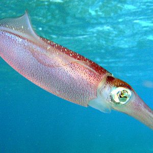 Squid Rings (cleaned & Frozen) Squid Rings (cleaned & Frozen) - Aquatic - B2B Global