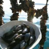 Fresh Mussels (Live, Farm-Raised)