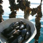Fresh Mussels (Live, Farm-Raised)