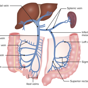 Venous-drainage-of-the-colon-1200x864-1