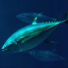 yellowfin-tuna-tr21-0587-5
