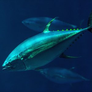yellowfin-tuna-tr21-0587-5 yellowfin-tuna-tr21-0587-5