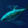 yellowfin-tuna-tr21-0587-7