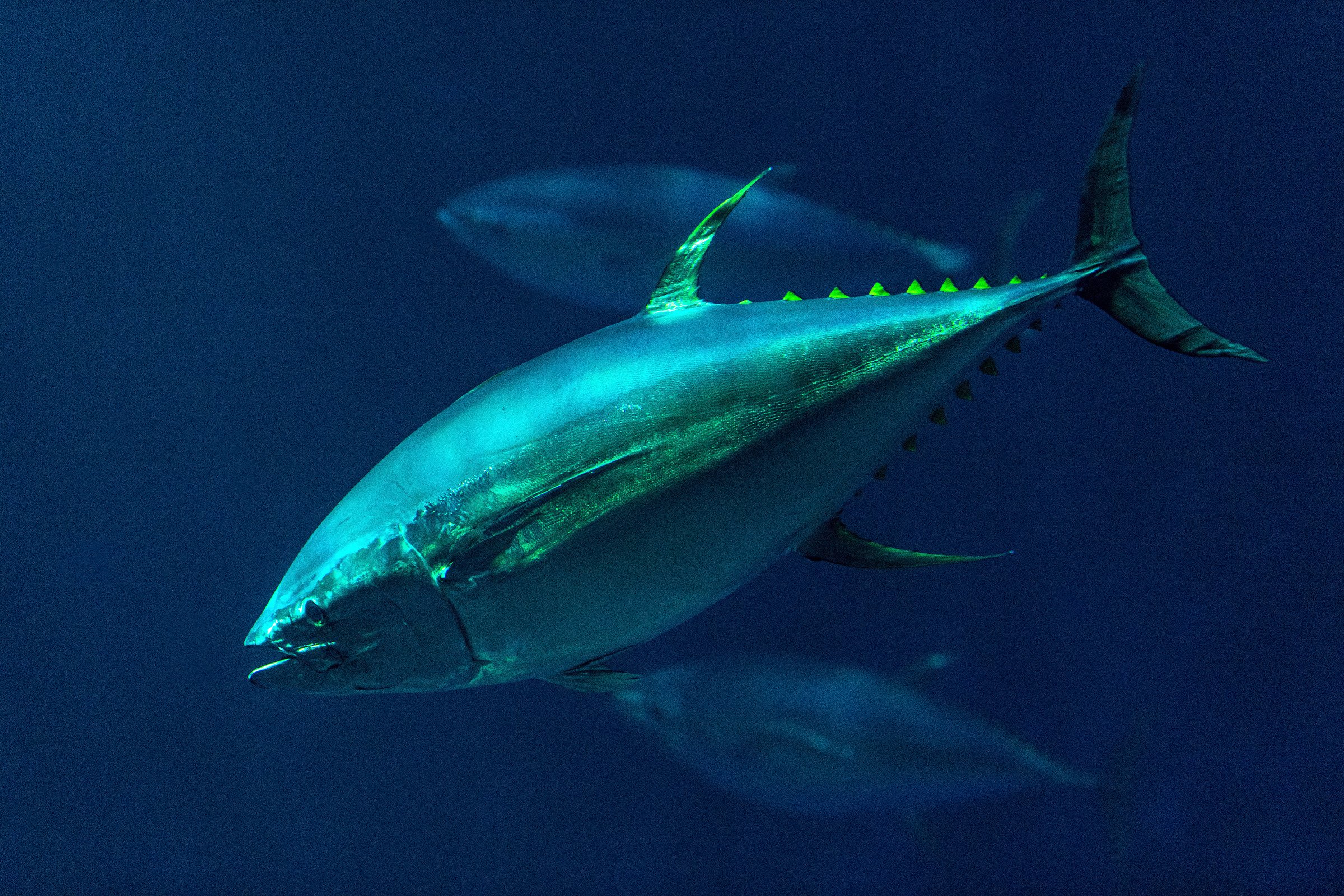 Tuna Loin (sashimi Grade) - TSAR LLC DEFRISE Tuna Loin (sashimi Grade) - TSAR LLC DEFRISE - Aquatic - B2B Global