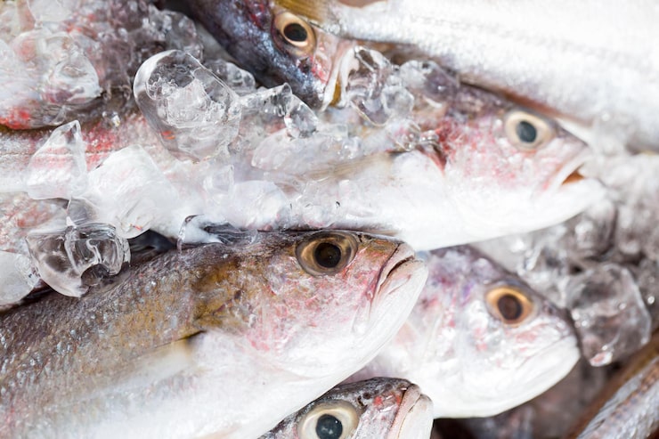 AMFITRITA Rosfishflot CoLtd