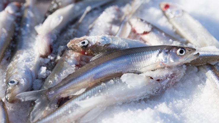 Refservice Vanino LLC