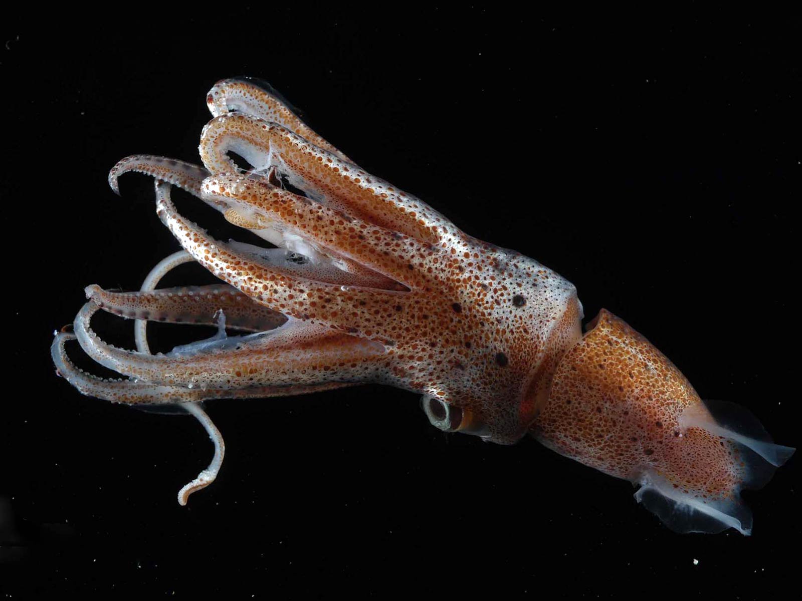 Squid Rings (cleaned & Frozen) - Mys Korsakova JSC Fishing C... Squid Rings (cleaned & Frozen) - Mys Korsakova JSC Fishing C... - Aquatic - B2B Global