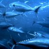 Yellowfin_tuna_nurp