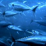Yellowfin_tuna_nurp