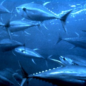 Tuna Loin (sashimi Grade) - Oktyabr JSC Fishery Kolkhoz... - Aquatic - B2B Global