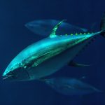 yellowfin-tuna-tr21-0587-13