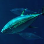 yellowfin-tuna-tr21-0587